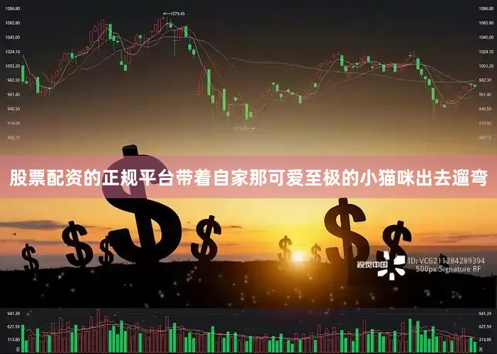 股票配资的正规平台带着自家那可爱至极的小猫咪出去遛弯
